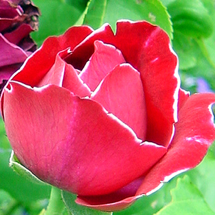 Photos Rosa - Rose