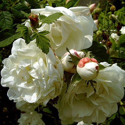 Photos Rosa - Rose