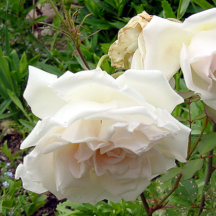 Photos Rosa - Rose