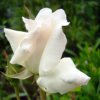 Fotos Rosa - 