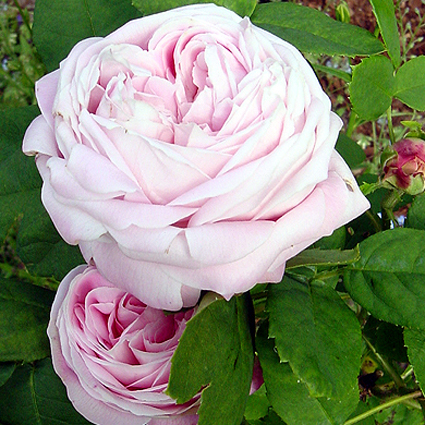 Photos Rosa - Rose
