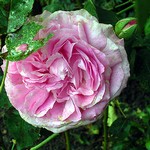 Photos Rosa