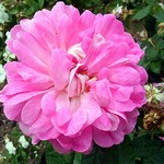 Photos Rosa