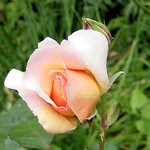 Photos Rosa