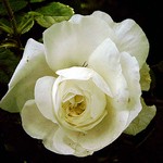 Photos Rosa