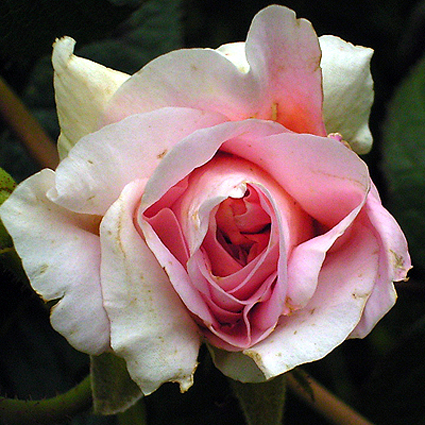 Photos Rosa - Rose