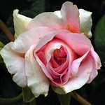 Photos Rosa