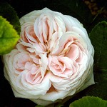 Photos Rosa