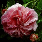 Photos Rosa