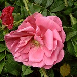 Photos Rosa