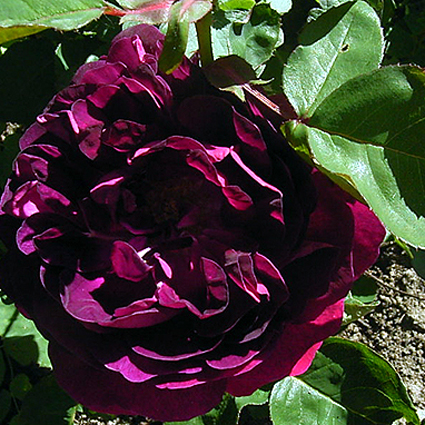 Photos Rosa - Rose