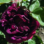 Photos Rosa