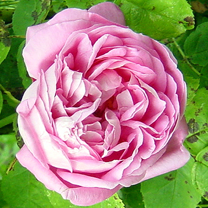 Photos Rosa - Rose