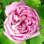 Photos Rosa