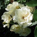 Photos Rosa