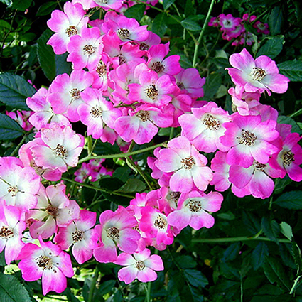 Photos Rosa - Rose