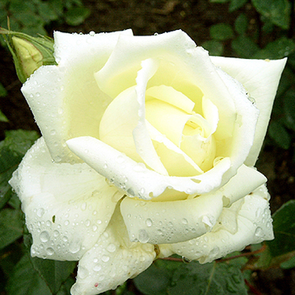 Photos Rosa - Rose