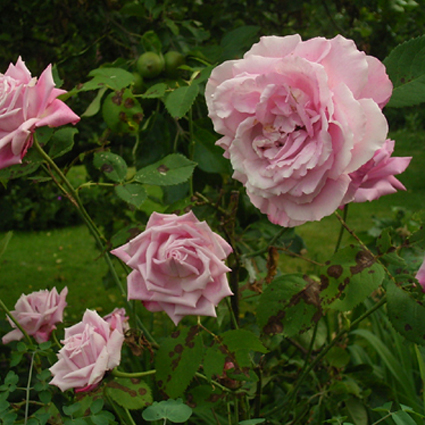Photos Rosa - Rose