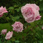Photos Rosa