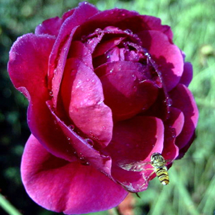 Photos Rosa - Rose