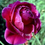 Photos Rosa
