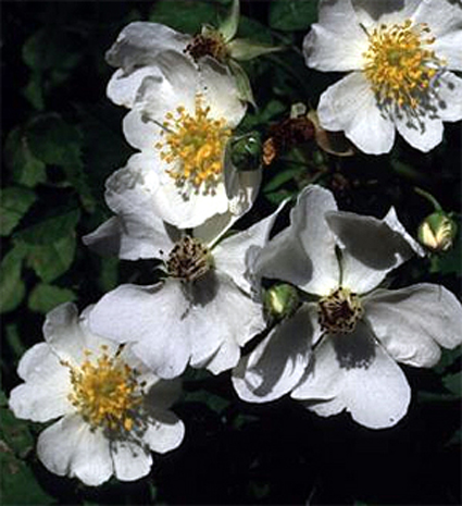Photos Rosa multiflora - 
