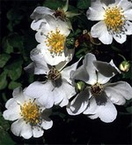 Photos Rosa multiflora