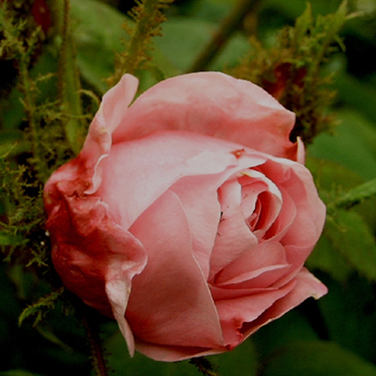 Photos Rosa - Rose