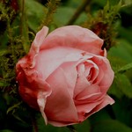 Photos Rosa