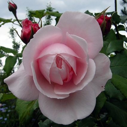 Photos Rosa - Rose