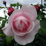 Photos Rosa