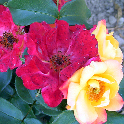 Photos Rosa - Rose