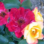 Photos Rosa