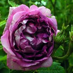Photos Rosa
