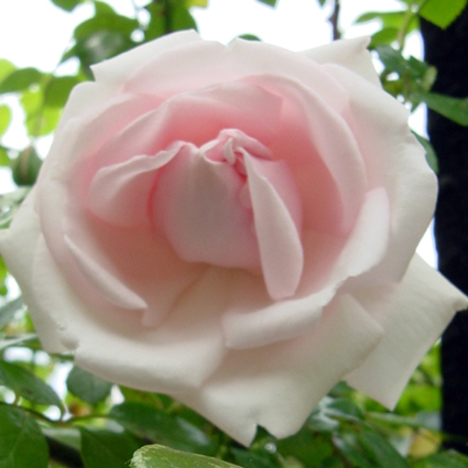 Photos Rosa - Rose