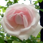 Photos Rosa