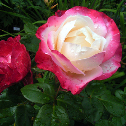 Photos Rosa - Rose