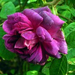 Photos Rosa - Rose