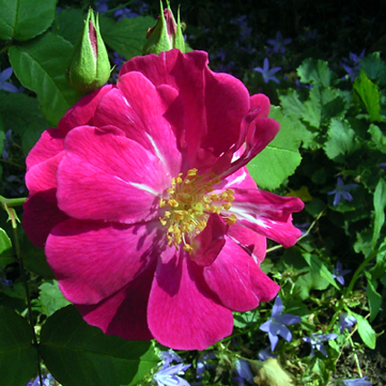 Photos Rosa - Rose