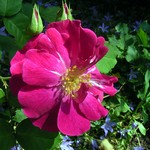 Photos Rosa