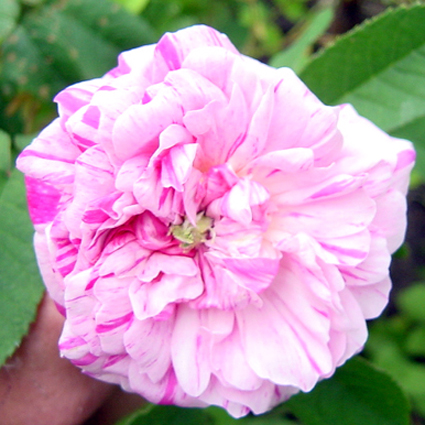 Photos Rosa - Rose