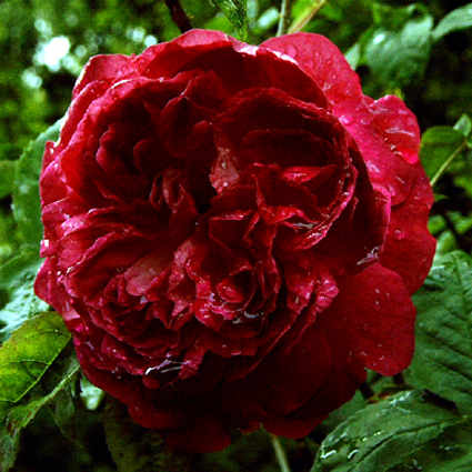 Photos Rosa - Rose