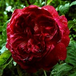 Photos Rosa