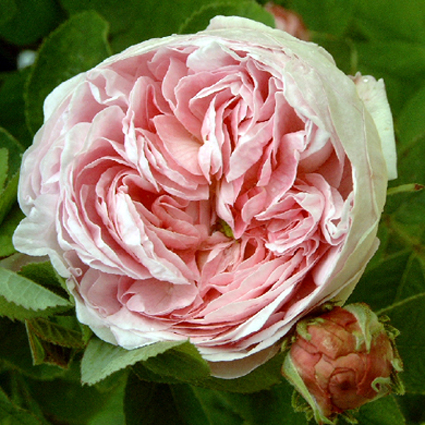 Photos Rosa - Rose