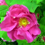 Photos Rosa