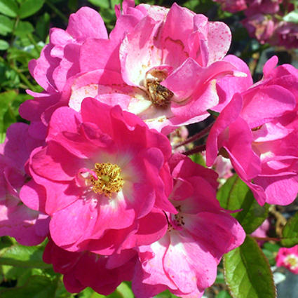 Photos Rosa - Rose