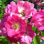 Photos Rosa