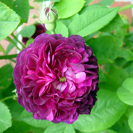 Photos Rosa - Rose