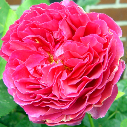 Photos Rosa - Rose