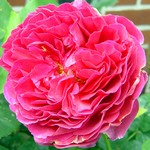 Photos Rosa